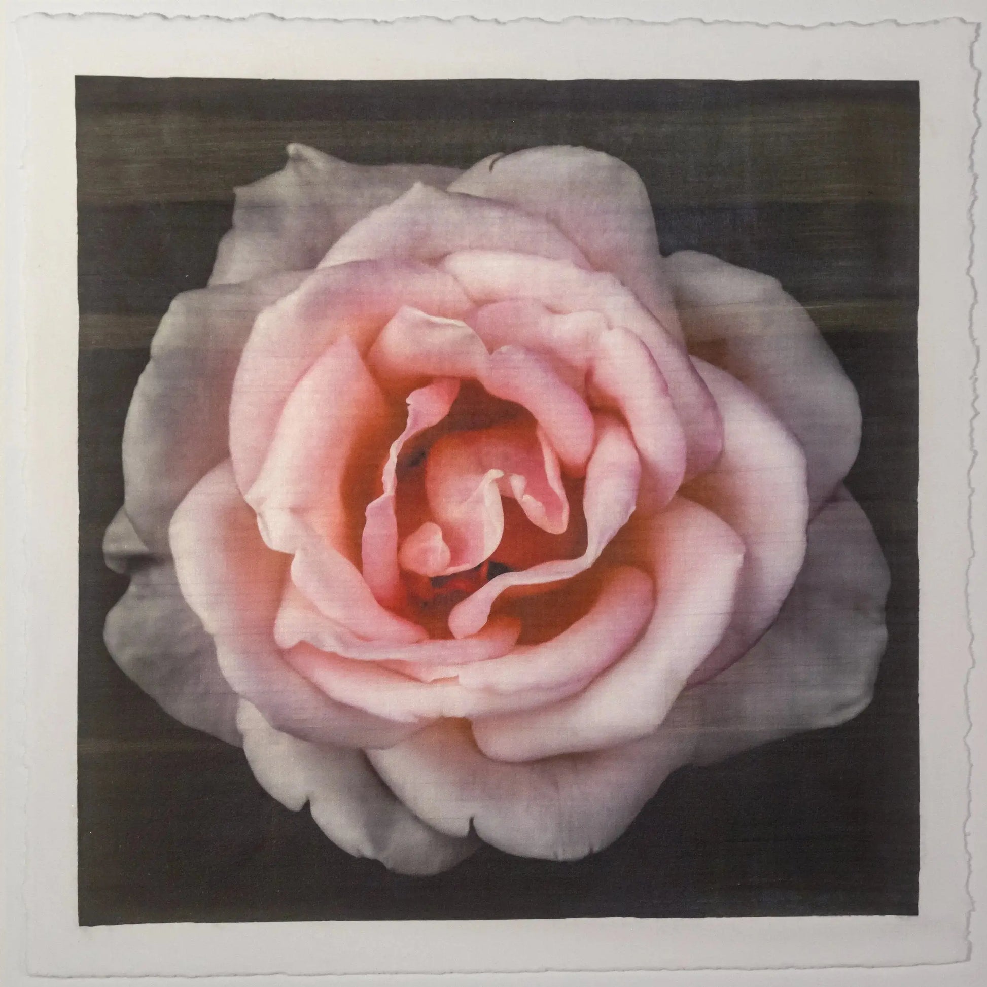 Pink Rose fine art handmade flower print with pale pink double blooming reflex petals curling outwards centered in Square mode, black background, wall art