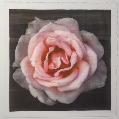 Print of Pink Rose with pale pink double blooming reflex petals curling outwardsCentered in Square mode, black background, wall art 20” square on cotton paper deckle edge