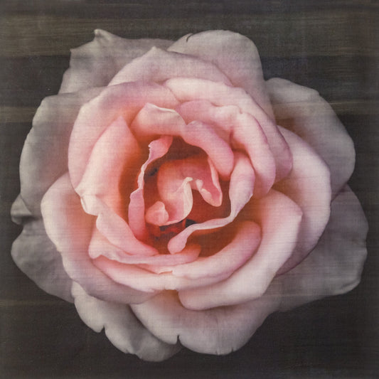 Print of Pink Rose with pale pink double blooming reflex petals curling outwards Centered in Square mode, black background, wall art