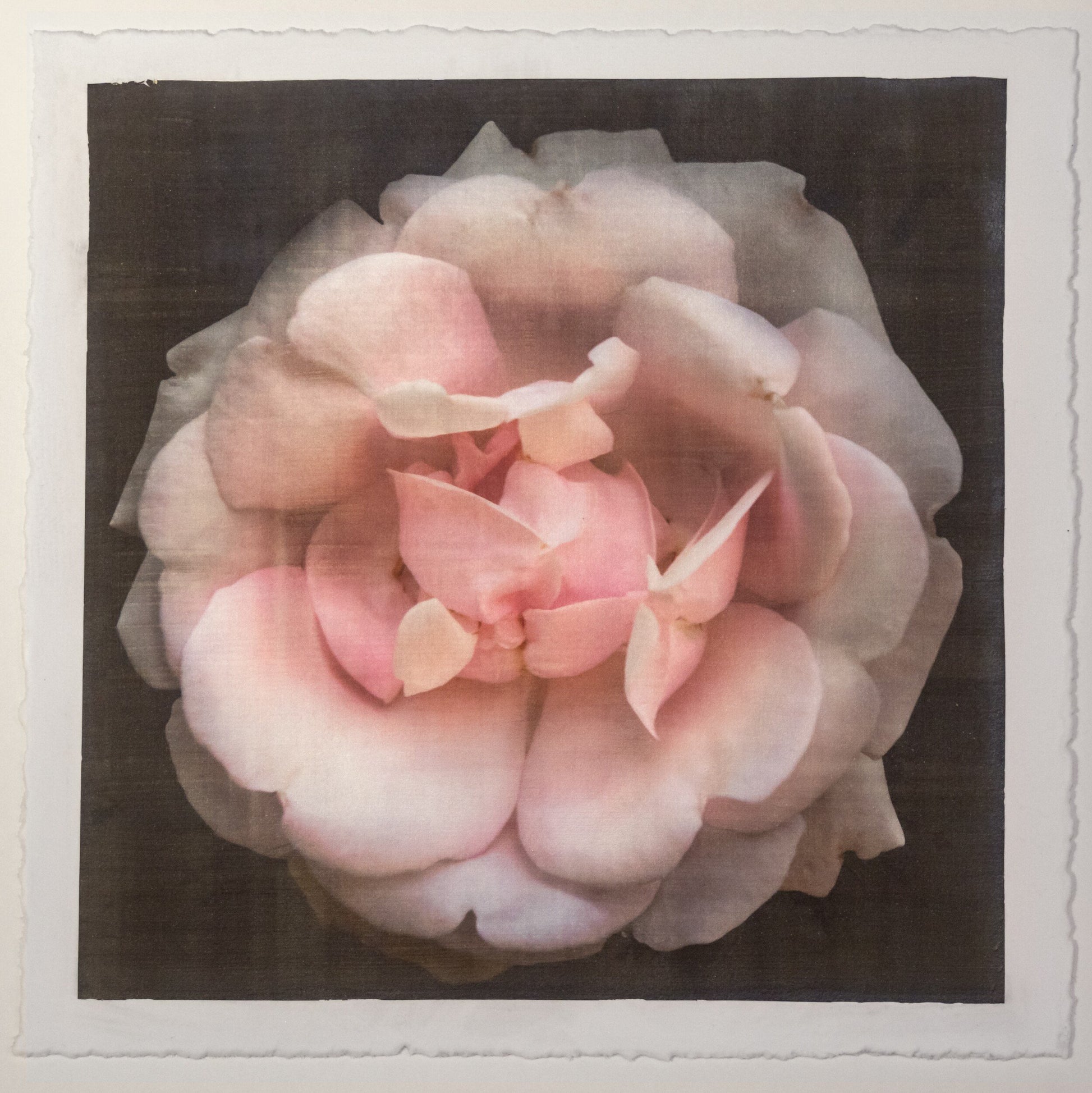 Print of Pink Rose double blooming pale pink flower with scalloped edges, fluttery center petals Centered in Square mode, black background, wall art 12” square on cotton paper deckle edge