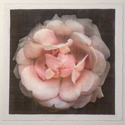 Print of Pink Rose double blooming pale pink flower with scalloped edges, fluttery center petals Centered in Square mode, black background, wall art 12” square on cotton paper deckle edge