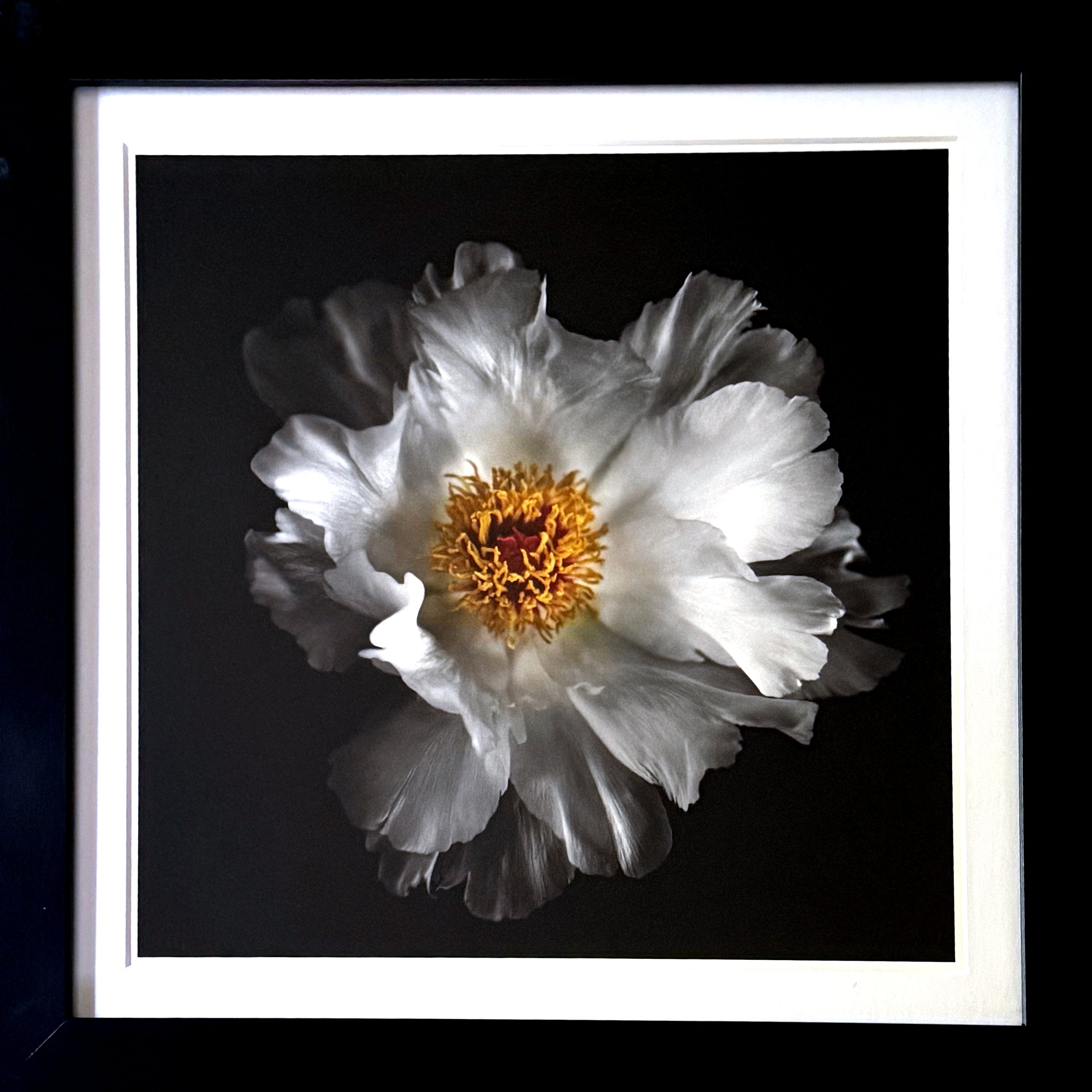 Framed giclée print of blooming white peony with white mat and black wood frame
